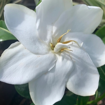 Gardenia jasminoides 'MAGDA 1' MAGDA 1