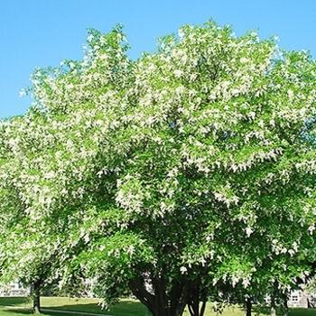 Cladrastis kentukea
