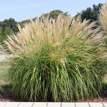 Miscanthus sinensis 'Yaku Jima'