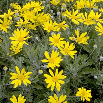 Euryops pectinatus 'Munchkin' 