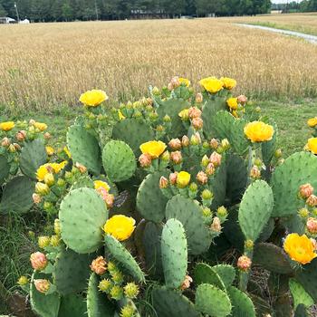 Opuntia humifusa '' (334898)