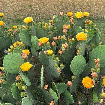 Opuntia humifusa '' (334899)
