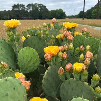 Opuntia humifusa '' (334900)
