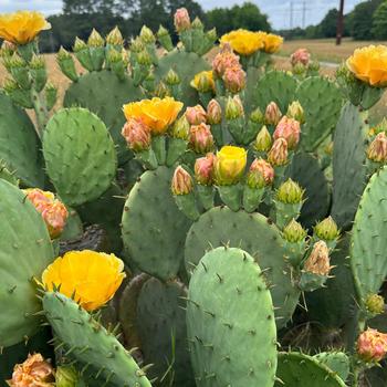 Opuntia humifusa '' (334901)