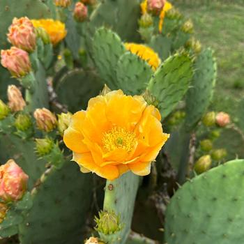 Opuntia humifusa
