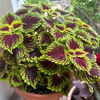 Coleus scutellarioides