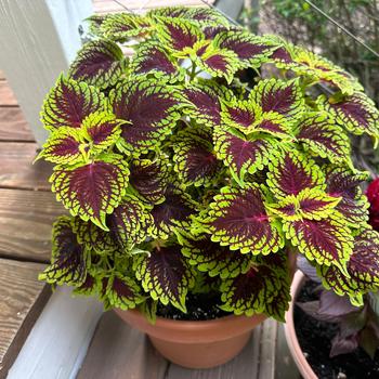 Coleus scutellarioides Talavera™ '' (334904)