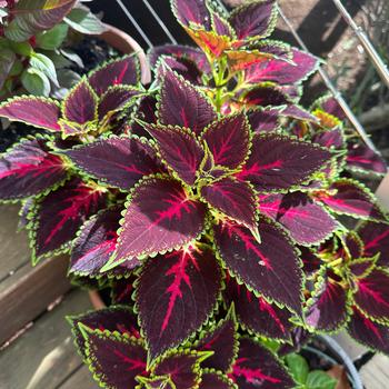 Coleus scutellarioides 'Pink Tricolor' USPP26586P2
