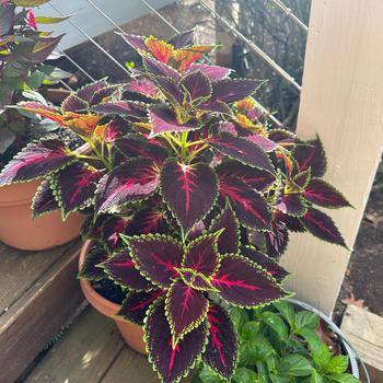 Coleus scutellarioides Talavera™ 'Pink Tricolor' (334906)