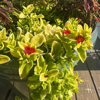 Aptenia cordifolia 'Golden Cascade'