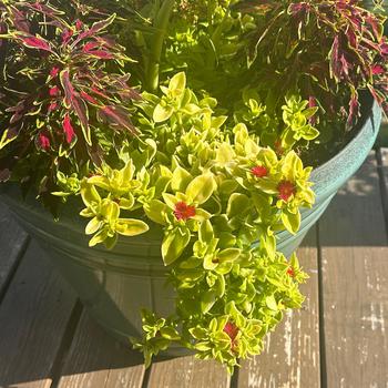 Aptenia cordifolia 'Golden Cascade' (334910)