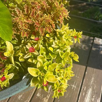 Aptenia cordifolia 'Golden Cascade' (334911)