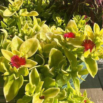 Aptenia cordifolia 'Golden Cascade' (334913)