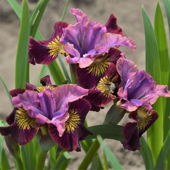 Iris sibirica 'Miss Apple' PP20400P3