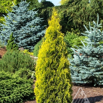 Thuja occidentalis 'Jantar'