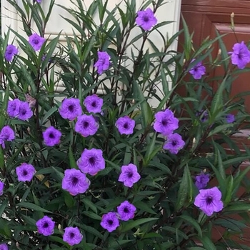 Ruellia brittoniana 'Purple Showers'