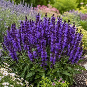 Salvia 'Noble Knight' PPAF