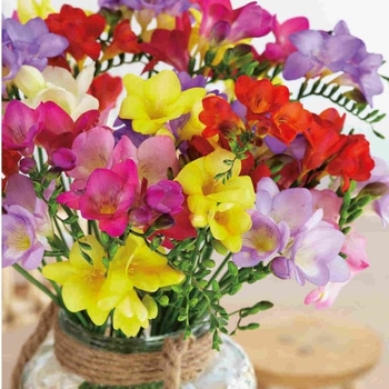 Freesia 'Multiple Varieties'