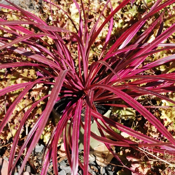 Cordyline banksii x pumilio 'CorBzr01' PPAF