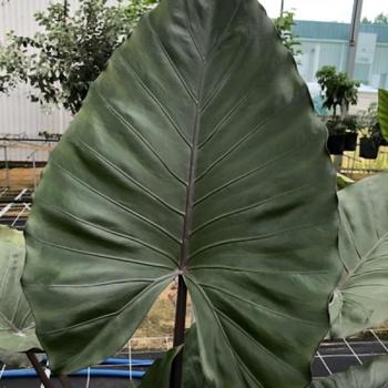 Alocasia x amazonica 'Alomehe' 