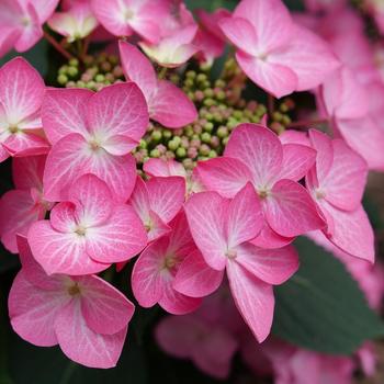 Hydrangea 'Let's Dance Hot Stepper®' (334958)
