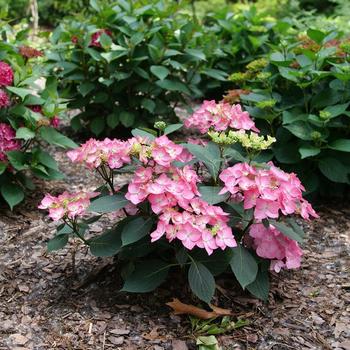 Hydrangea 'Let's Dance Hot Stepper®'