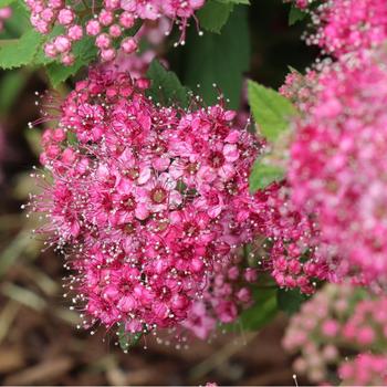 Spiraea japonica 'FARROWSJKO' PPAF, Can PBRAF
