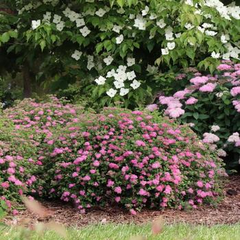Spiraea japonica Double Play® 'Princess™' (334963)
