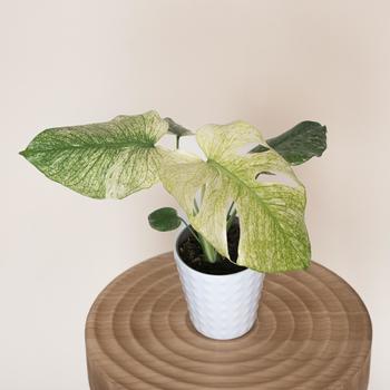 Monstera deliciosa 'White Monster'