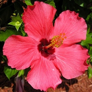 Hibiscus rosa-sinensis 'Seminole Pink'