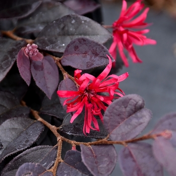 Loropetalum chinense 'Red Chocolate'