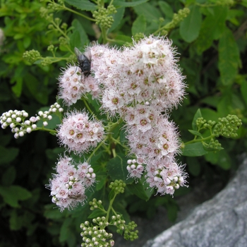 Spiraea alba