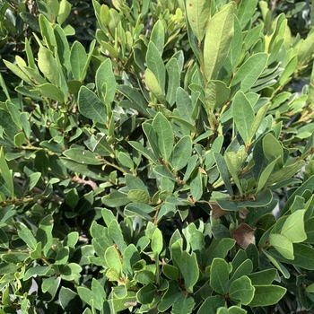 Distylium 'PIIDIST-II' PP24409