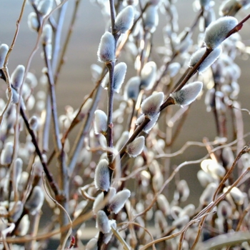 Salix caprea