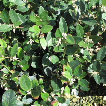 Leucothoe axillaris 'Margie Jenkins'
