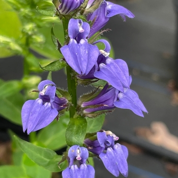 Lobelia siphilitica 'Blue Selection'