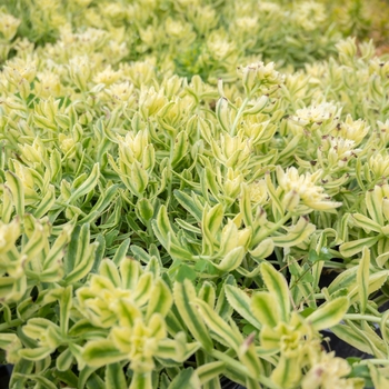Sedum kamtschaticum 'Sweet and Sour'