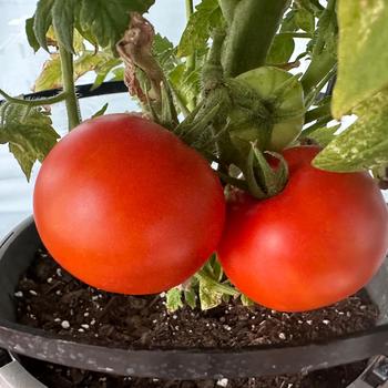Solanum lycopersicon 'Better Bush'