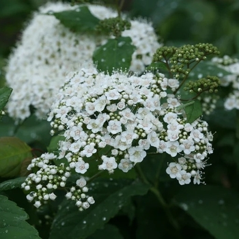 Spiraea media 'SMSMBK' PP26665, CBR 5942
