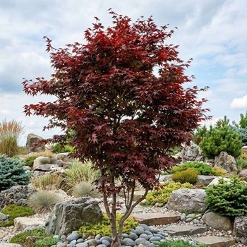 Acer palmatum 'Red Emperor'