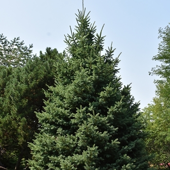Picea glauca var. densata