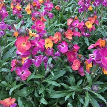 Erysimum 'Sun' PP27807P3