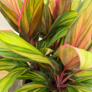Cordyline 'Harlequin'
