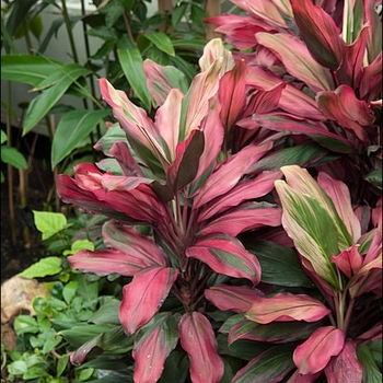 Cordyline fruticosa 'Bolero'