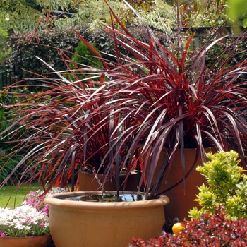 Cordyline 'JURred' PP14224