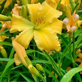 Hemerocallis 'Eenie Weenie'
