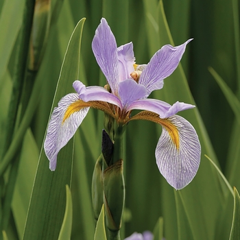 Iris virginica var. shrevei