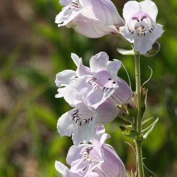 Penstemon digitalis