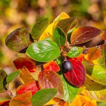 Cotoneaster acutifolius