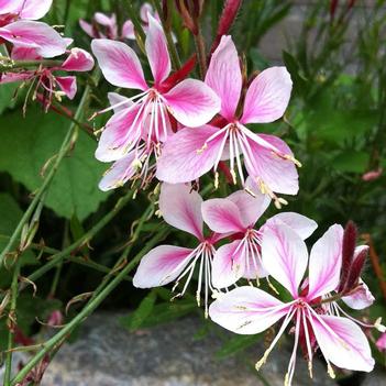 Gaura lindheimeri 'Siskiyou Pink'